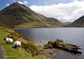 6. Sheep beside Doo Lake